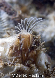 Barnacle feeding. North Wales. D200, 60mm. by Derek Haslam 